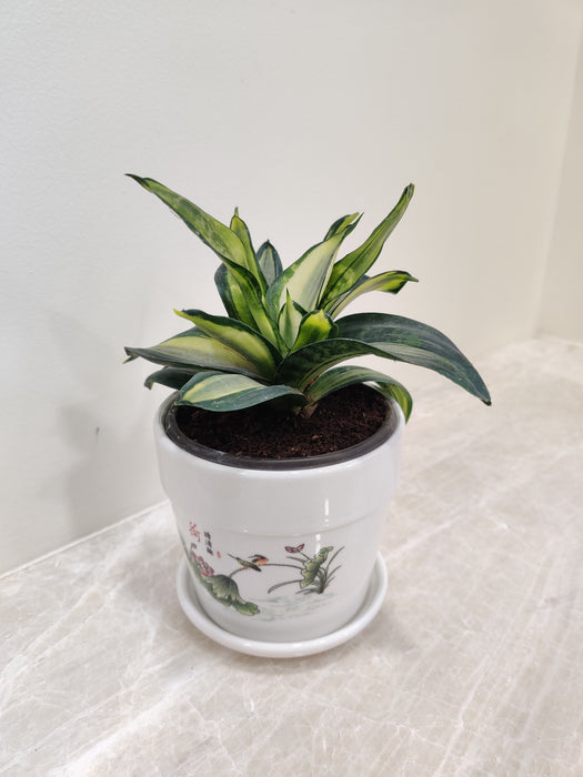 Resilient Snake Plant Symbolism for Strength