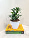 Modern Indoor home decor with compact ZZ Zenzii plant