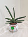 Air-purifying Bonsel Snake Plant for indoor environment