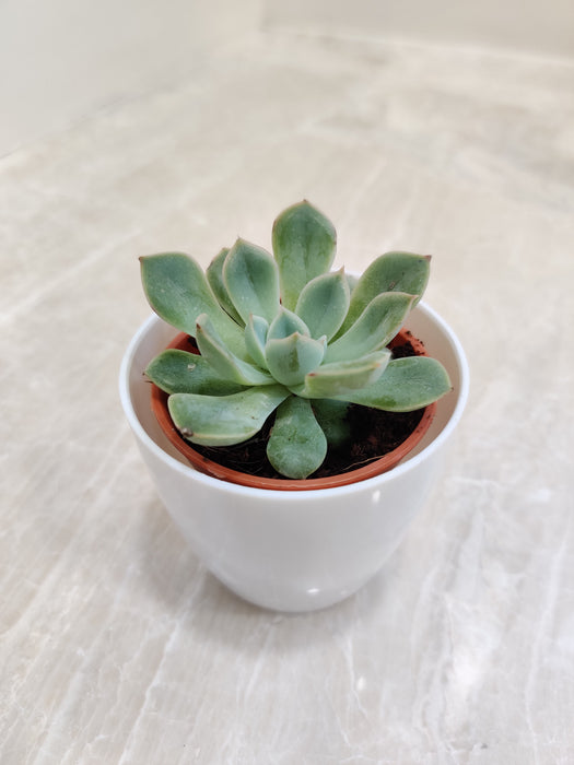 Succulent Gift Symbolizing Strength and Adaptability