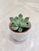 Succulent Gift Symbolizing Strength and Adaptability