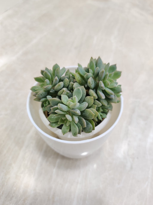 Succulent Plant Perfect for Corporate Gifting