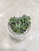 Succulent Plant Perfect for Corporate Gifting