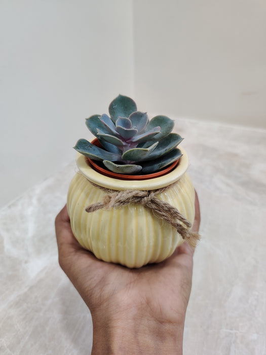 Perfect succulent plant for corporate gifting