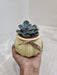 Perfect succulent plant for corporate gifting