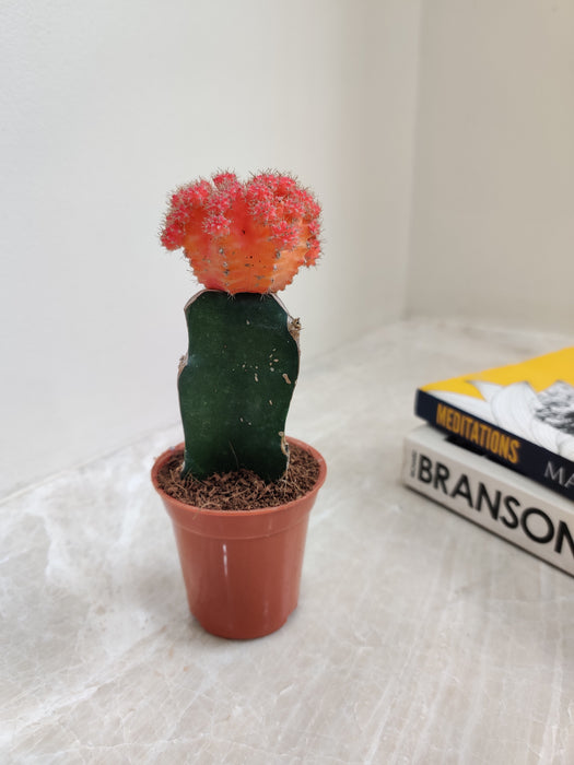 Petite Light Orange Moon Cactus for Indoor Gardening