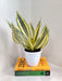 Architectural Beauty Sansevieria Indoor