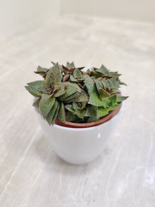 Air Purifying Succulent Plant for Workspaces