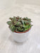 Air Purifying Succulent Plant for Workspaces