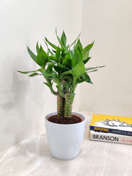 Lotus Bamboo symbolizing growth and resilience