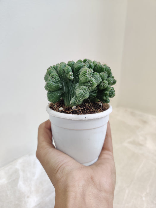 Cereus Forbesii Monstrose, low maintenance cactus