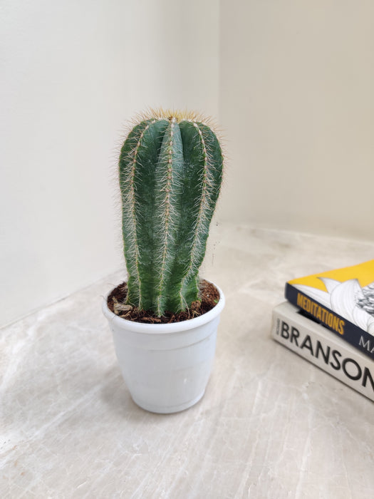 "Resilient Notocactus in Simple White Pot