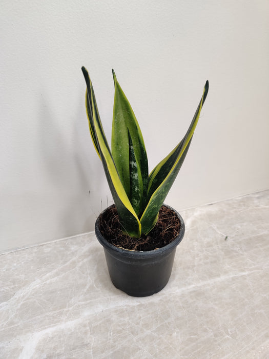 Sansevieria Indoor Air Purifying Plant