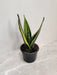 Sansevieria Indoor Air Purifying Plant