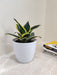 Resilient Air-Purifying Snake Plant