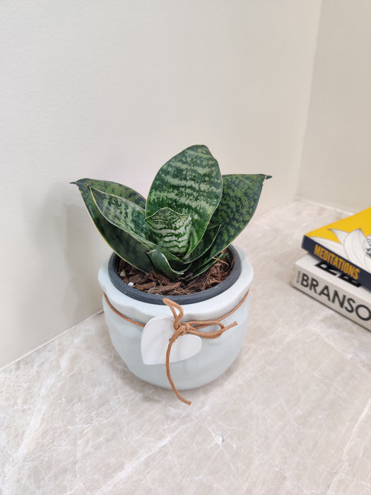 Snake Plant Air Purifying Indoor Plant for Health