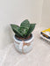 Snake Plant Air Purifying Indoor Plant for Health