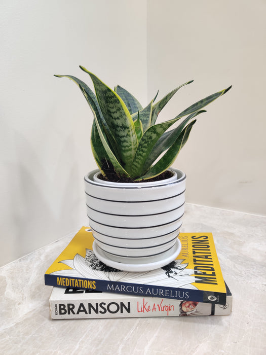 Sturdy Leaves Snake Plant, Perfect for Gifts