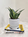 Sturdy Leaves Snake Plant, Perfect for Gifts