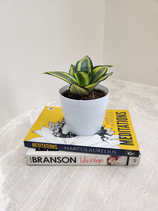 Health-Boosting Snake Plant, Perfect Corporate Gift for Well-Being