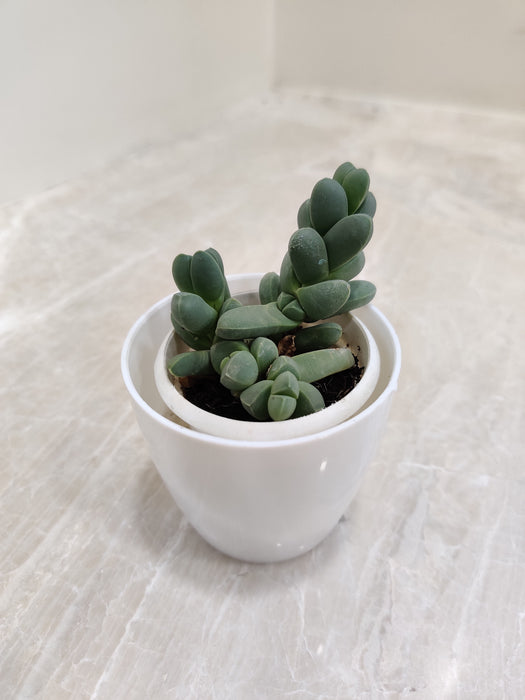 Low maintenance succulent gift for corporate wellness.