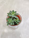 Green succulent perfect for corporate gifting