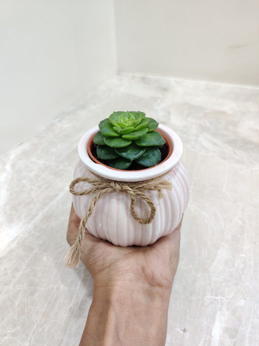 Perfect indoor plant gift for professionals