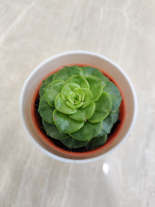 Low-maintenance desk succulent plant for office