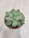 Corporate gifting sleek succulent plant white pot