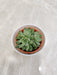 Hardy succulent perfect for workspaces