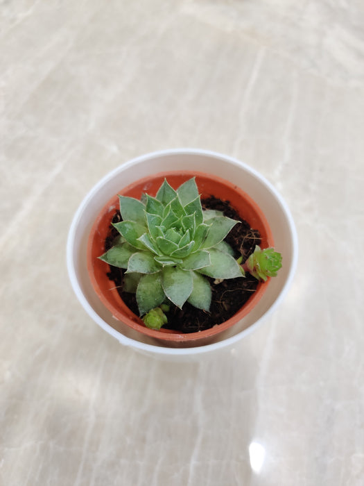 Resilient succulent for easy-care corporate gifting