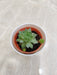 Resilient succulent for easy-care corporate gifting