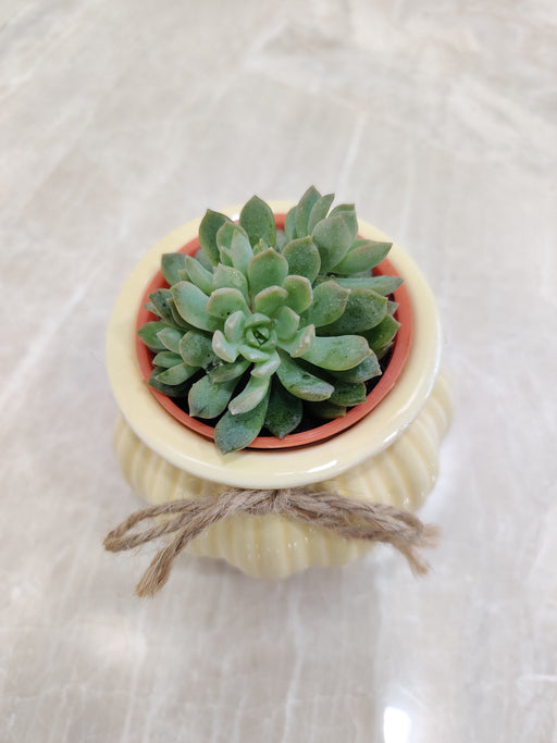 Resilient succulent plant, perfect office gift