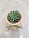 Resilient succulent plant, perfect office gift