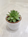 Resilient Succulent for Office Desk Decor