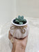 Air-purifying succulent plant for office spaces.
