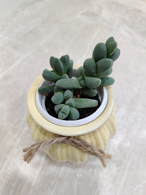 Succulent plant in yellow ceramic pot