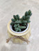 Succulent plant in yellow ceramic pot