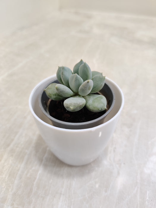 Succulent corporate gift symbolizing strength and adaptability