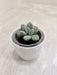 Succulent corporate gift symbolizing strength and adaptability