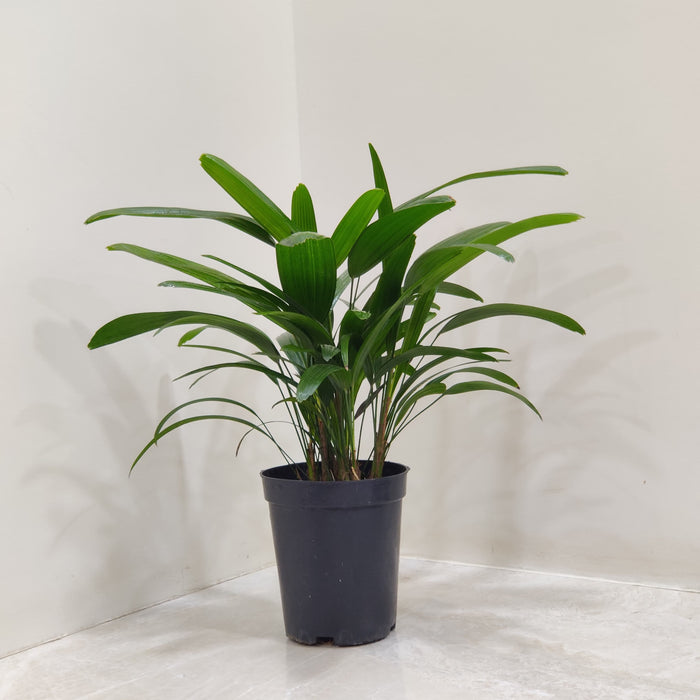 Rhapis Excelsa Palm  In 12 Cm Pot