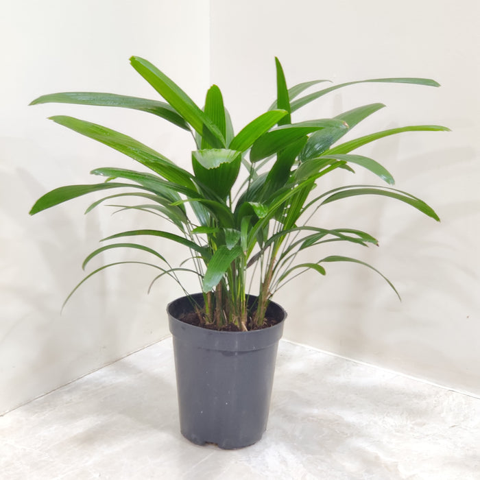 Rhapis Excelsa Palm  In 12 Cm Pot