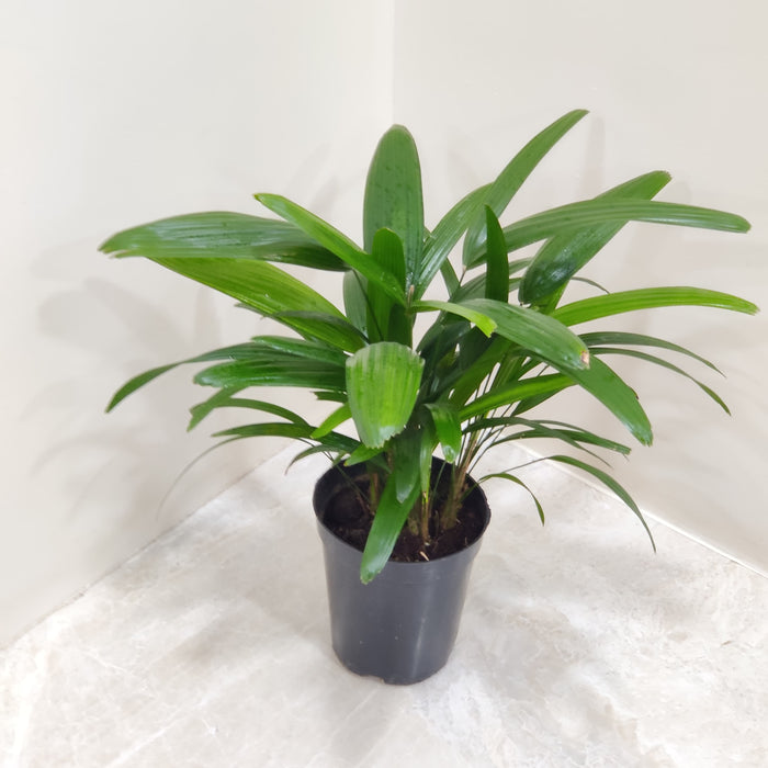Rhapis Excelsa Palm  In 12 Cm Pot