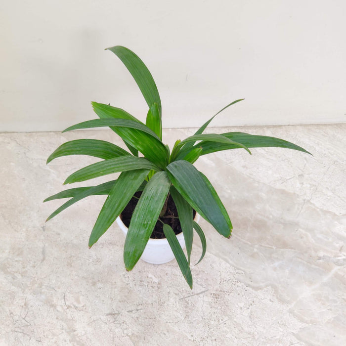 Lady Palm indoor air purifying plant India