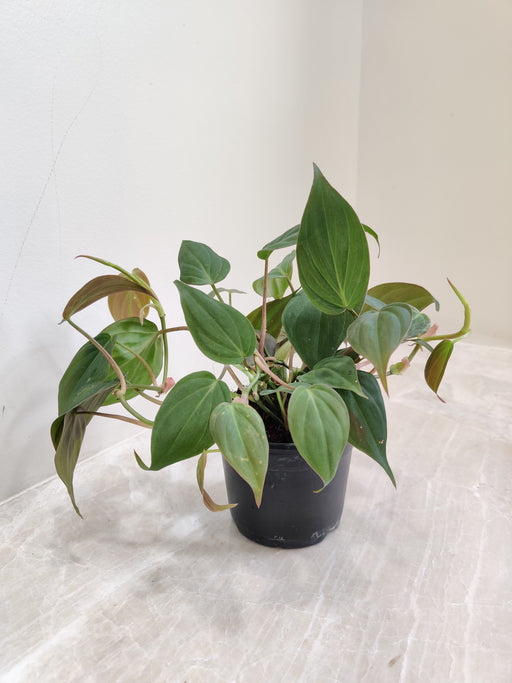 Philodendron Micans with Velvety Leaves