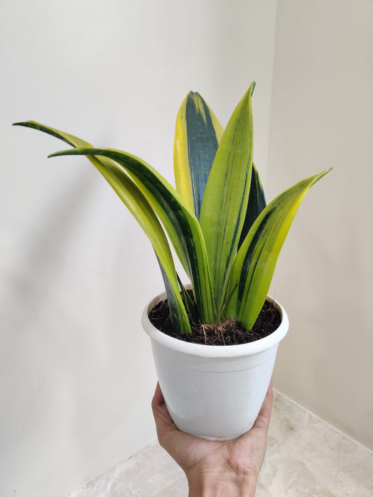 Robust giant Sansevieria plant with variegated leaves for indoors
