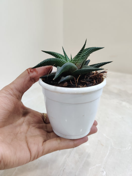 Potted-Aloe-Black-Beauty-Indoor-Plant