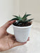 Potted-Aloe-Black-Beauty-Indoor-Plant