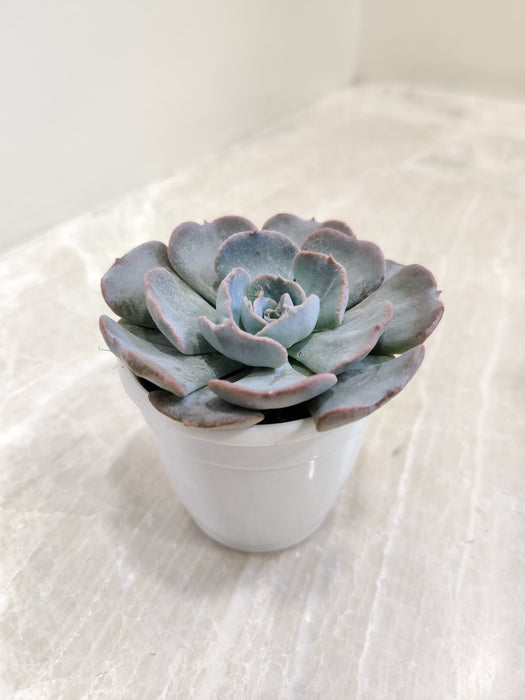Drought-Tolerant-Echeveria-Succulent