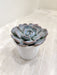 Drought-Tolerant-Echeveria-Succulent
